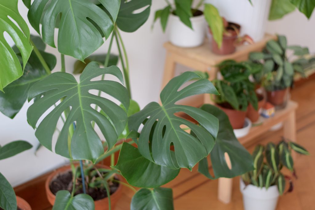 jungle-fever-monstera-deliciosa