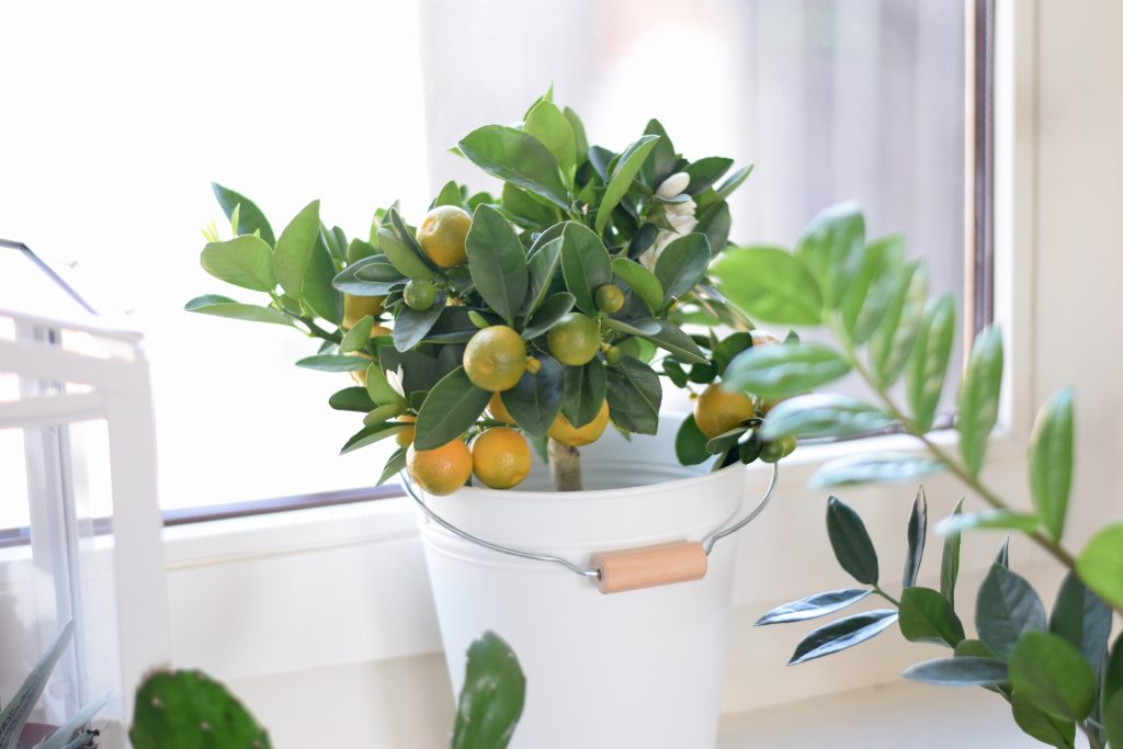 ikea citrus potplant