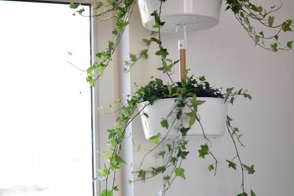 ikea plantenhanger bittergurka