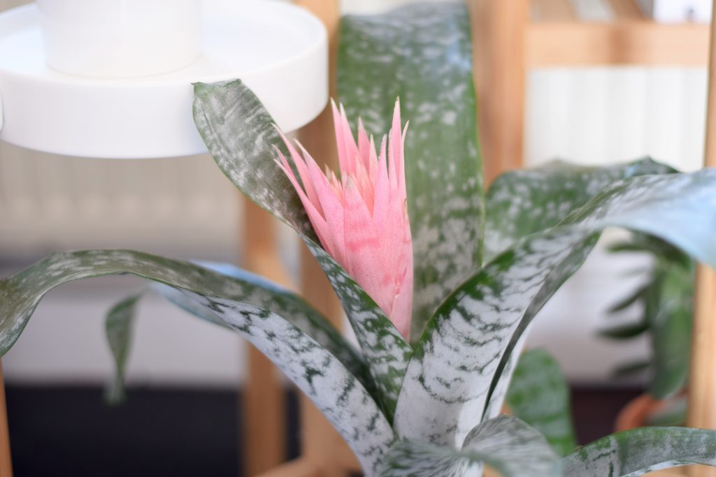 ikea potplant aechmea