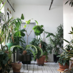 plant-jungle
